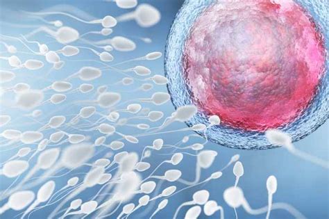 En combien de temps le spermatozoïde atteint